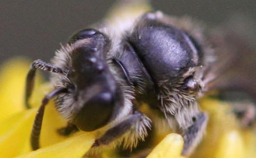 Andrena sp.